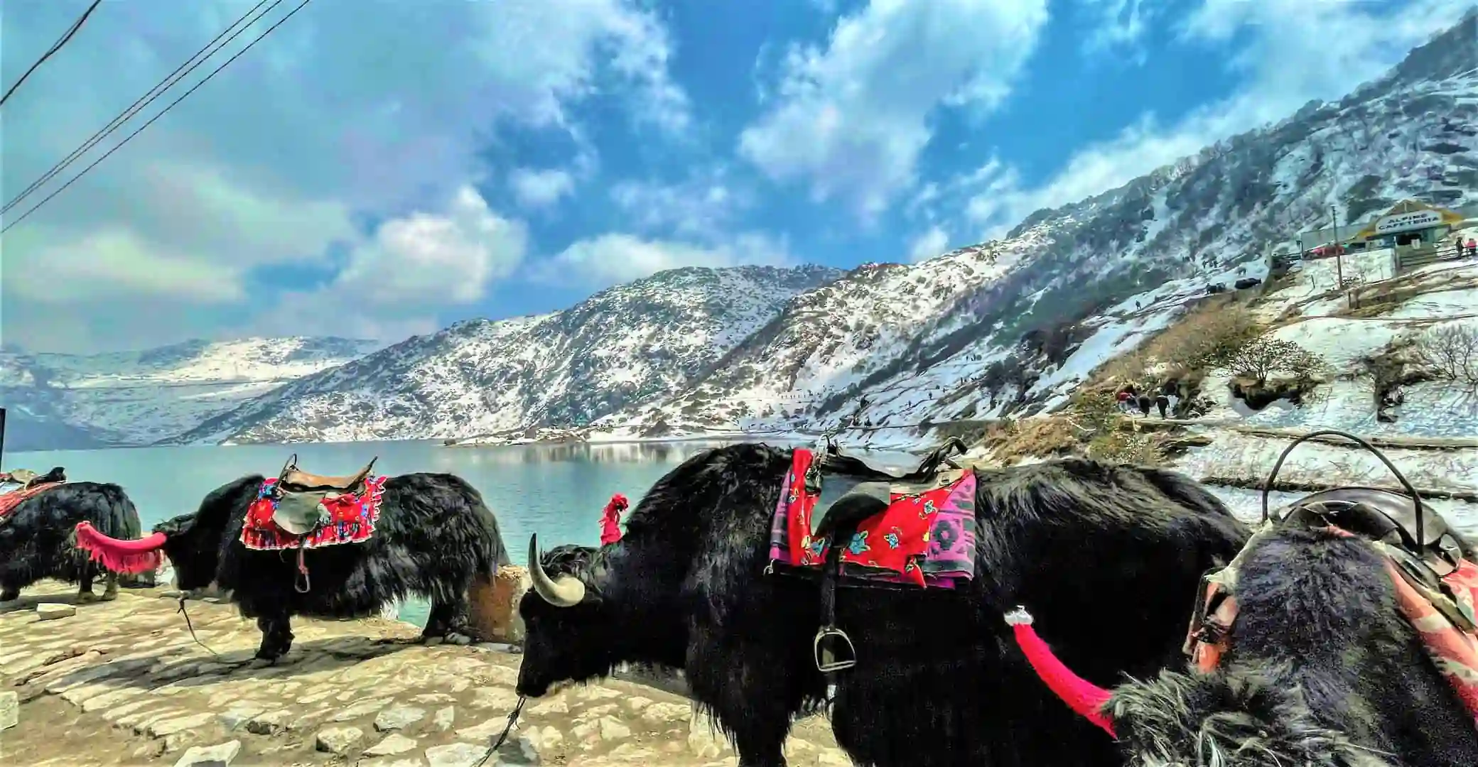 YAK RIDING
