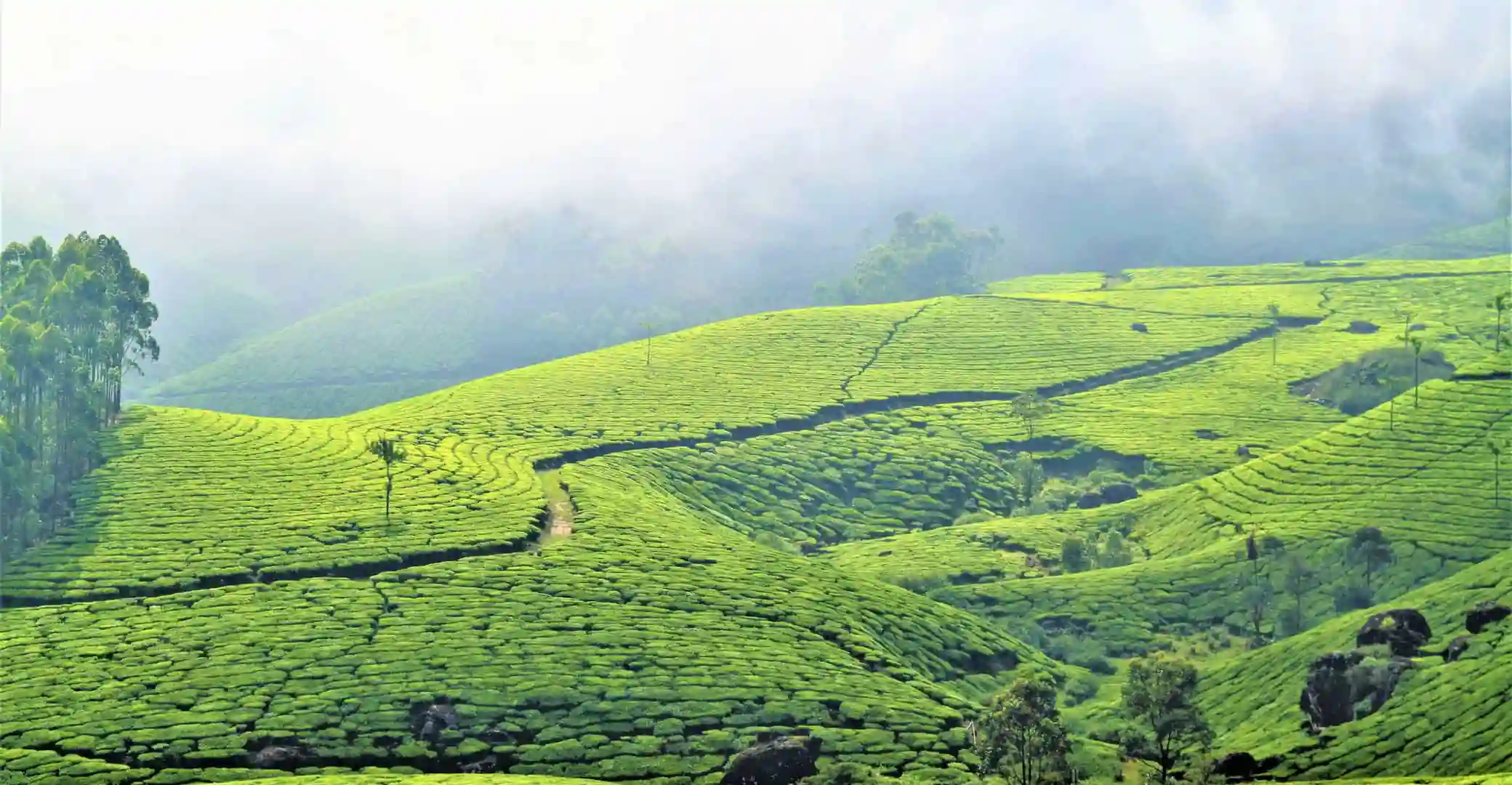 TEAGARDEN TOUR